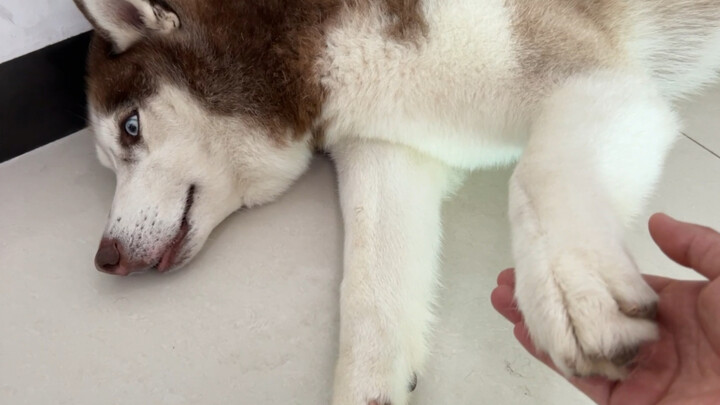 Husky: Obedient but not entirely—always ready to rebel!