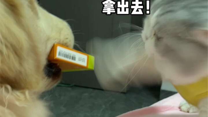 ป่วยเป็นไข้แล้ว ยังดีที่มีแมวคอยดูแล ไม่อย่างนั้นฉันคงหายไปนานแล้ว