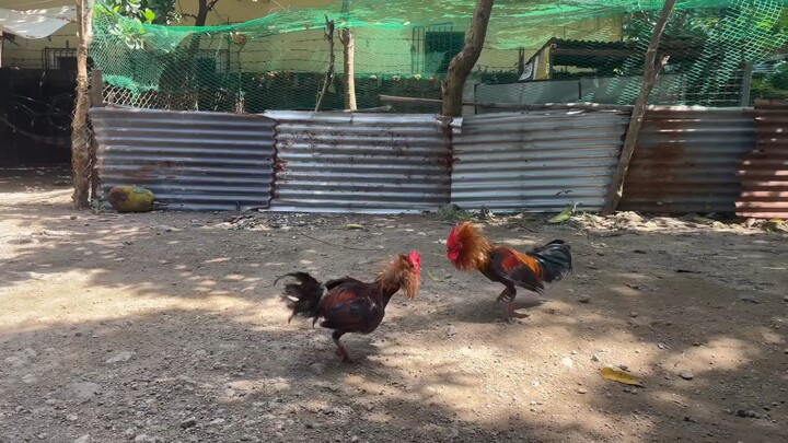 Gilmore hatch Vs SBR