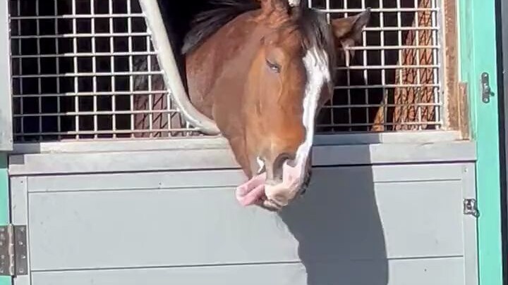 Flailing its tongue wildly → Spotting the camera → Acting as if nothing happened