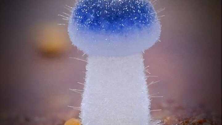 นี่คือเห็ดมอร์ฟินแมลงวัน ชนิดออกฤทธิ์หลอนประสาท: ร่มแดงก้านขาว กินแล้วนอนแผ่ตายไปด้วยกันเลย!