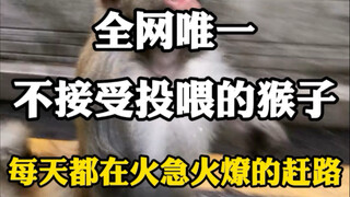 Chú khỉ duy nhất trên mạng không chịu nhận thức ăn, ngày nào cũng tất bật lên đường. #Kế hoạchra mắt