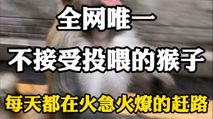 全网唯一不接受投喂的猴子，每天都在赶路。#萌宠出道计划 #动物世界 #神奇动物在这里 #萌宠趣事 #万万没想到