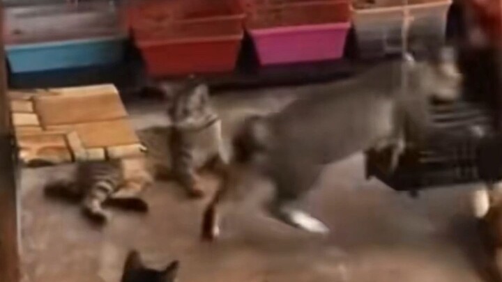 يا له من تصرف مخجل للقطط! سارع بلعق قدمك بسرعة!