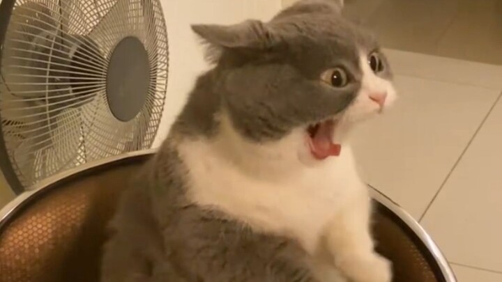 “โลกขาดลูกแมวไม่ได้!”