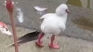 ฟลามิงโกน้อยหัดยืนขาเดียว!