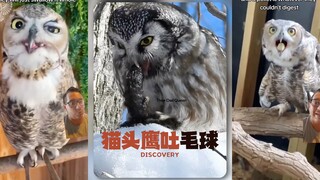 猫头鹰也会吐“毛球”耶