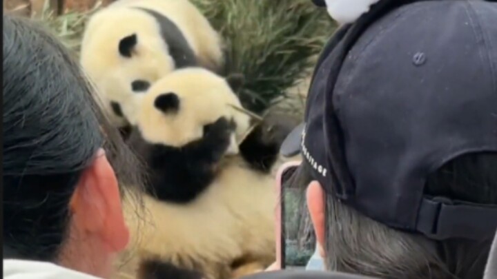 Hua Hua: “It seems that ‘being a jerk’ knows no species boundaries, after all!”