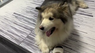 Installing a new sheet for the Alaskan dog's room