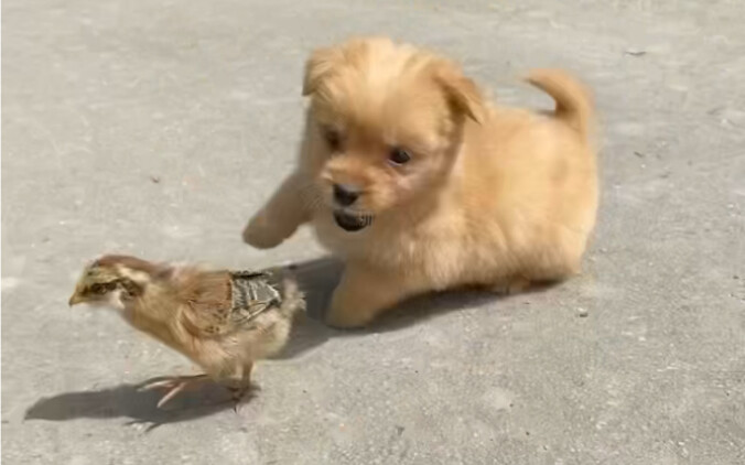 Mình còn đứng không vững mà cũng quay gà con