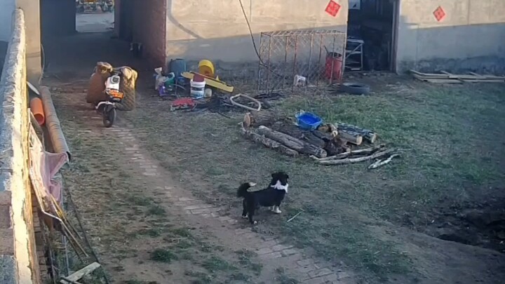 That silly dog brought some weird thing home—doesn’t even look like a dog!!!