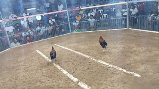 3cock derby 3rd fight(champion)@burauen gallera