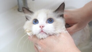 A New Breeding - Devon Ragdoll