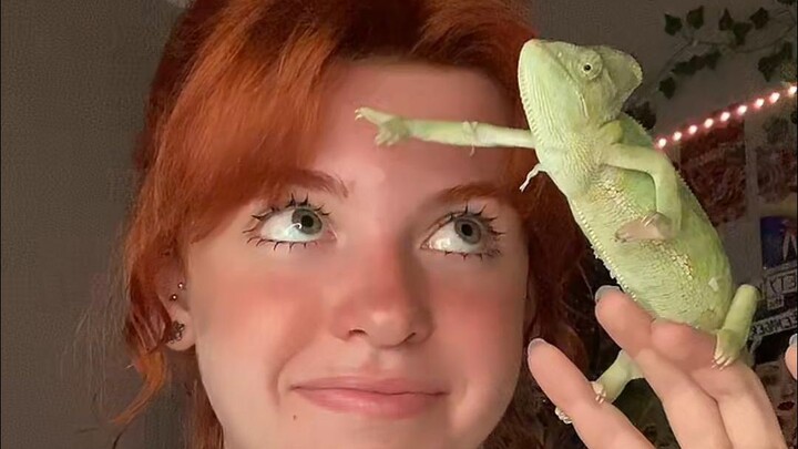 فتاة تجميلية من الخارج تربيت تمساحًا متغير اللون خجولًا، ولم تتوقع أن تحصل على مكسب غير متوقع!