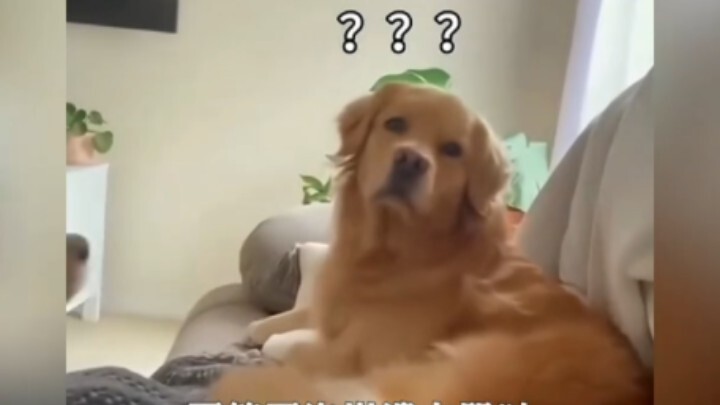 Ternyata anjing yang salah pilih profesi adalah yang paling menyedihkan!