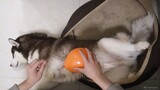 Saat Husky sedang tidur, apa yang akan terjadi bila kita meledakkan balon?