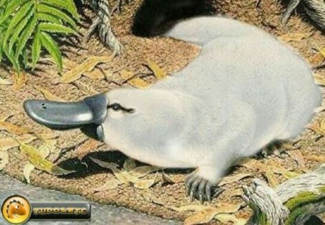Australia’s wilds have revealed “Bloop,” the world’s only known white platypus.