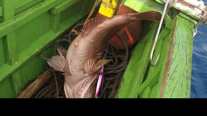 Jigging - San Miguel, Tabaco City, Albay (Giant Grouper 7.6kg)