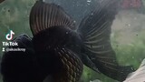 black oranda goldfish