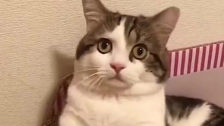 [Pets] What... What Do You Want?