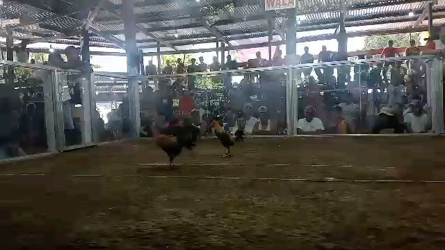 2nd fight win 2hits panta Derby Marabut Galleria (champion)