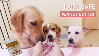 Our Favorite Peanut Butter for Dogs! (Safe & Healthy, No Xylitol)