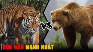 HỔ SIBERIA VS GẤU XÁM - Con nào mạnh nhất ??