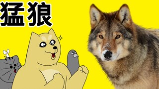 [禽兽朋友们] 猛狼