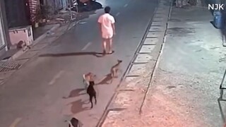 REAL LIFE NINJA Vs, 🐕 DOG🤣🤣🤣