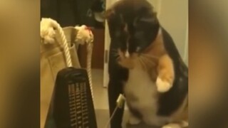 พวกแมวตัวแสบทั้งหลาย