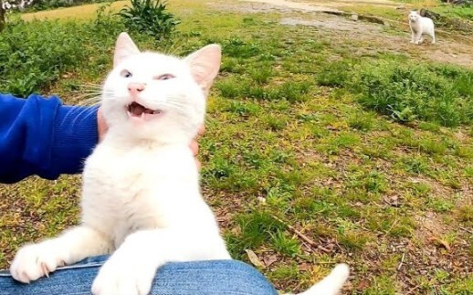 [Animals]When the white cat sleeping on the tree wakes up