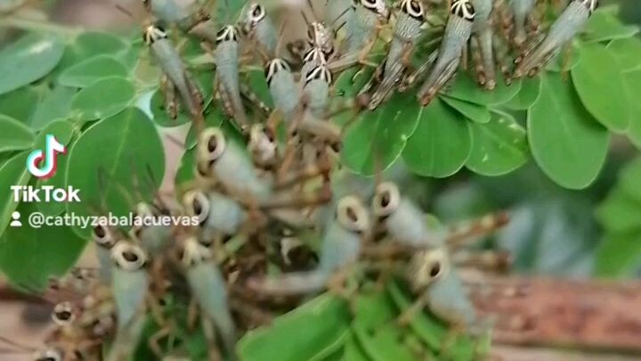 Newborn grasshoppers