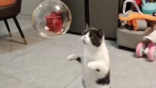 Cat "Oh, my dad is missing, Bubble Sauce"