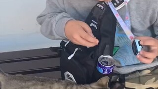 This world can't live without kittens.