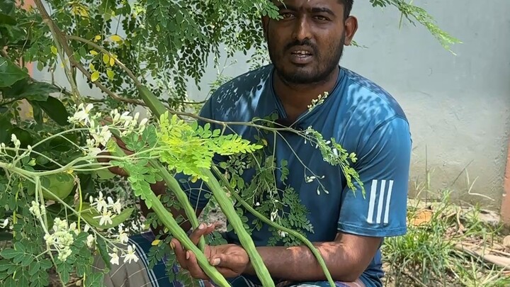 বারোমাসি সজিনা বাংলাদেশে