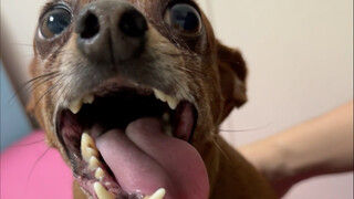 Anjing saya dikendalikan oleh cabai asing~ #ConfusingBehaviorAwards[Topik]# #CutePet[Topik]# #Dog[To