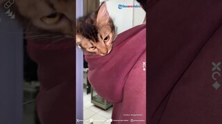 Random Banget! Momen Cowok-cowokPada Meet Up Sambil Bawa Kucing, Berasa Lagi Momong Anak
