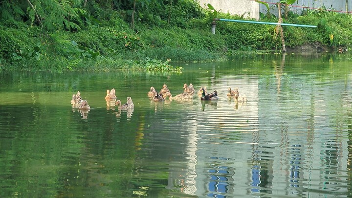 Natural Scenery of Bangladesh