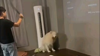 狗咬人怎么办？（打）