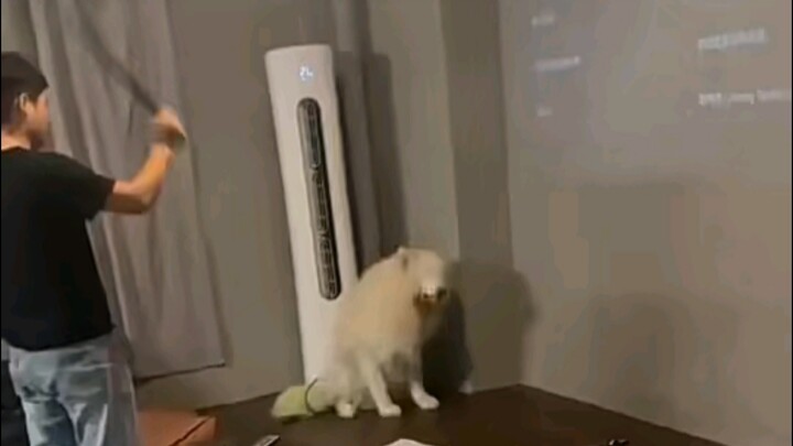 ماذا تفعل إذا عضك كلب؟ (اضربه)