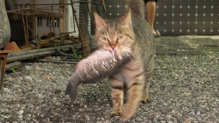 The weather is getting warmer, and I can’t stand Ho Xiang Zheng Qi liquid. So let’s make some fish w