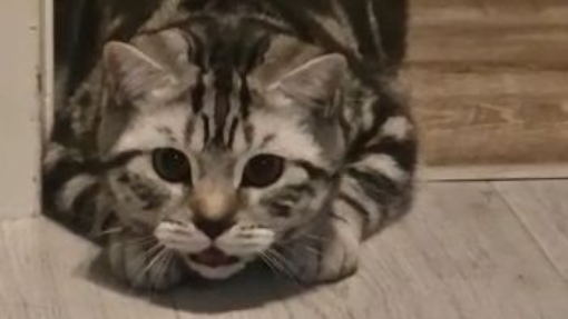 猎猫 Hunting Cat