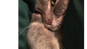 [Luca/Recommend] It can be seen that he really likes cats