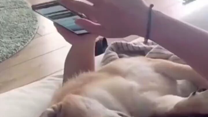 Dog: True disappointment never comes with a big fight.