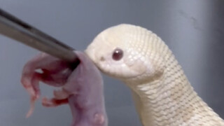 Oh my god, you're about to give birth, how can you still eat?