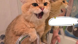 [Animal] The cat doesn't want to take a bath and scolds its owner!