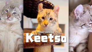 Have you all heard of the Keetso cat breed? It looks just like a little tiger 🐯.