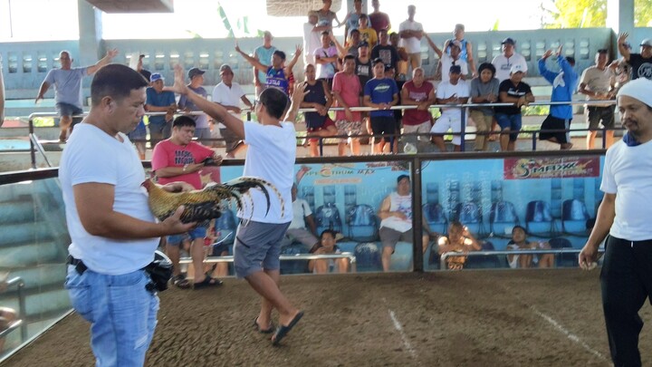 MARCH 22, 2026 2 COCK ULUTAN 2ND FIGHT WIN (UNSCRATCHED) CHAMPION