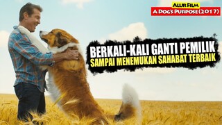 Kisah Persahabatan Manusia & Anjing Yang Berkali-kali Reingkarnasi |Alur Cerita Film A DOG'S PURPOSE