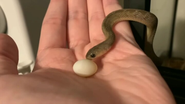 Feeding a super-cute African egg-eating snake